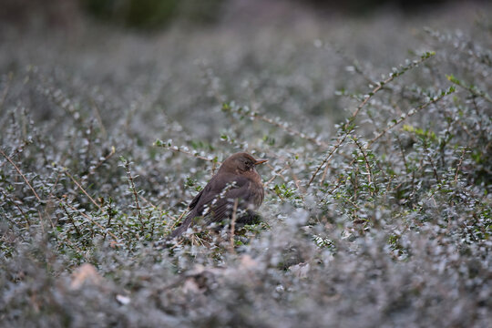 A female common blackbird bird, Turdus merula, sitting with wings folded in a Lonicera nitida hedge bush. Photo with shallow focus. 