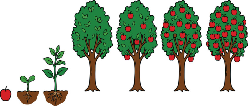 Apple tree growth stages from seedling to fully grown fruit plant cartoon vector illustration educational diagram