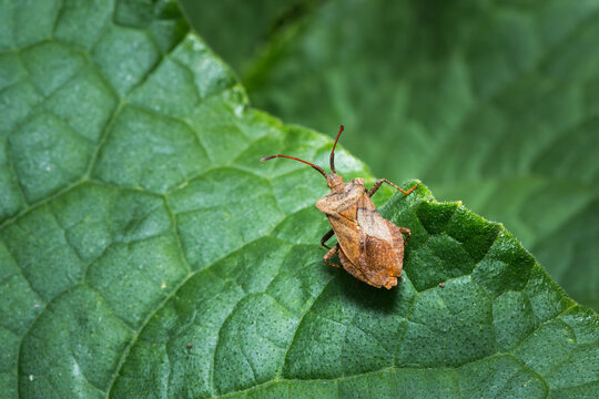Dock leaf bug Coreus marginatus rests on green leaf in garden