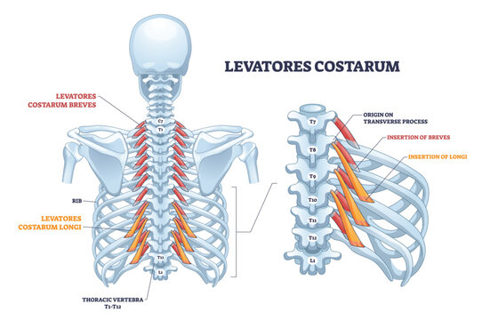 Levatores costarum muscles outline shows thoracic spine, ribs, and breves-longi fibers elevating ribs for breathing. Outline diagram