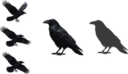 Obraz premium Black raven collection set with flying poses and silhouette, realistic dark bird vector illustration for gothic, Halloween and wildlife design projects