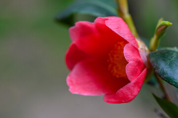 Fototapeta premium Camellia Japonica Large Pink Flower Close Up Macro Detail