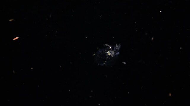 Close-up of an unusual Phronima amphipod inside its barrel with planktonic organisms around
