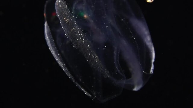 Close-up of a sea walnut ctenophore showing glowing bioluminescent rows and iridescent flashes in the dark
