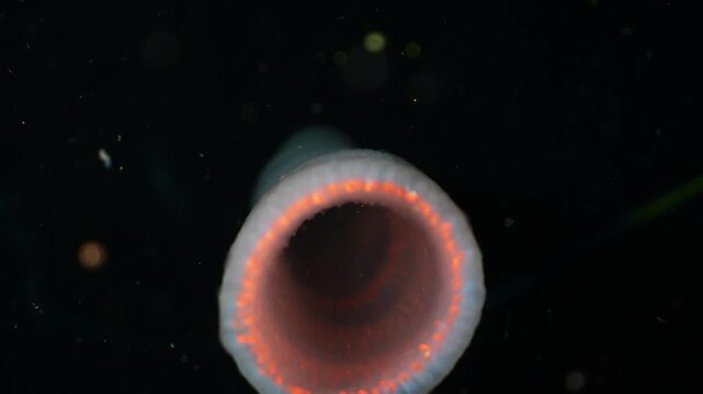 View of the internal structure of a reddish pyrosome colony contrasting with the dark ocean and surrounding plankton