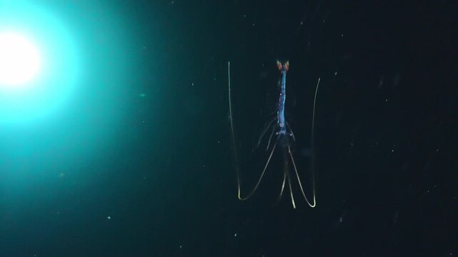A tiny translucent shrimp swims downwards through the dark water, illuminated by a mysterious blue light in the background.