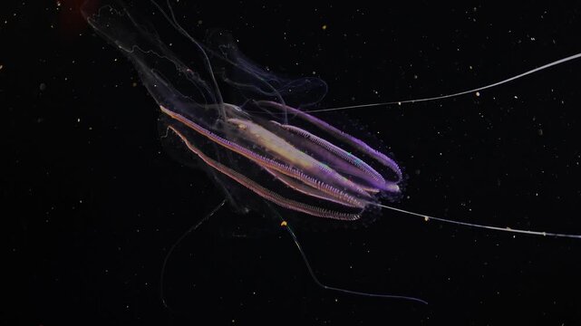 Fast camera approach to a Leucothea multicornis ctenophore with tentacles moving like alien organisms.