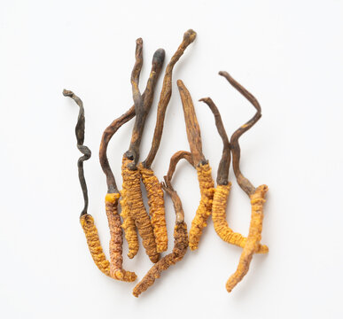 Cordyceps or Ophiocordyceps sinensis mushroom herb is fungus for used as medicine on white background.