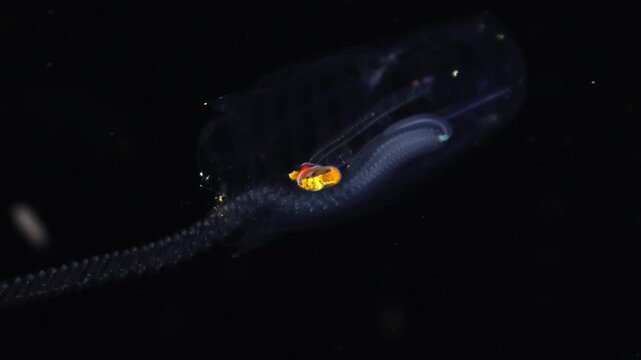 Close-up of a translucent salp opening its mouth with a glowing red organ visible inside