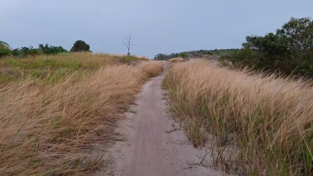 A narrow dirt road or hiking trail winding through a vast field of golden brown cogon grass (Alang-alang) under a clear sky, surrounded by tropical trees and wild vegetation.