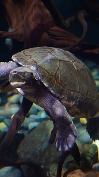 alligator snapping turtle swimming in murky waters