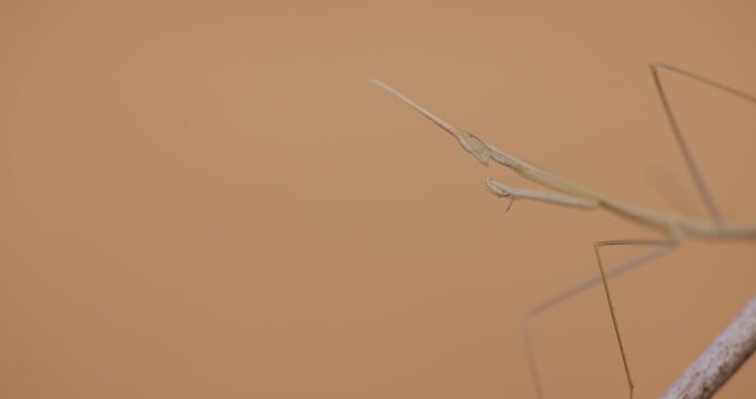 Indian grass mantis faces the camera, displaying its big eyes and extended antennae in detail