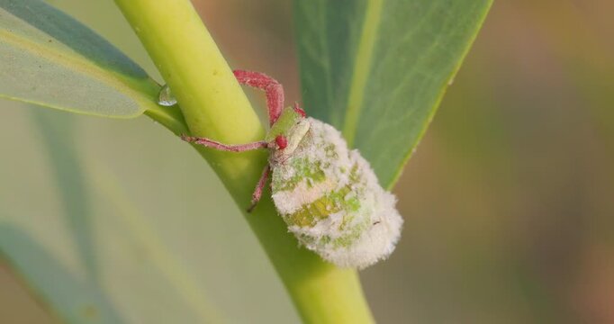 A camouflaged green-white squat hopper rests camouflaged unnoticed on a tiny branch, blending perfectly