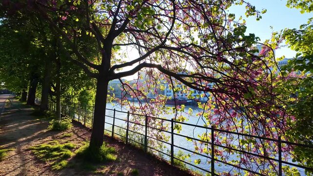 Moving reveal of Seine riverside through blooming trees at Paris sunrise
