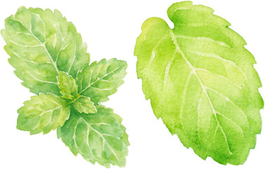 Natural Mint Leaf Watercolor Botanical Illustration with Fresh Green Herbal Elements © Noire8lossom