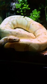 close-up of an albino royal python