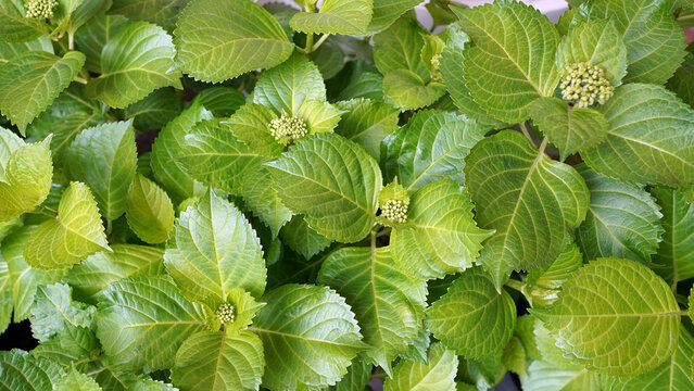 Fresh Green Hydrangea Leaves with Flower Buds Close-up