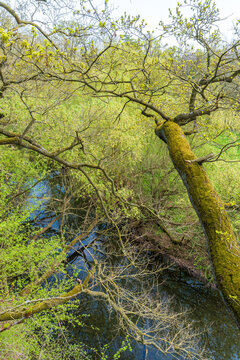 Blick auf einen kleinen Fluss von oben durch Baumkronen hindurch