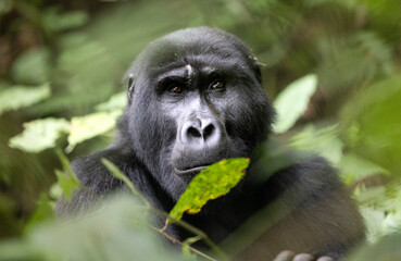 Naklejka premium Mountain gorilla (Gorilla beringei beringei), Virunga National Park, Rwanda, Africa