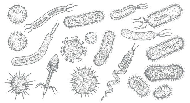 Set of hand-drawn bacteria and virus microbes in engraving style, vector illustration of microscopic organisms and pathogens for medical and scientific use.