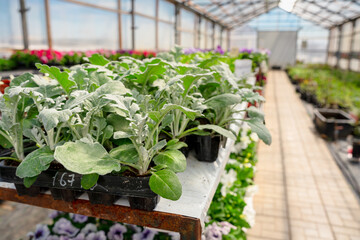 Naklejka premium Greenhouse a greenhouse with flowering garden plants, where seedlings are grown, sunny and bright