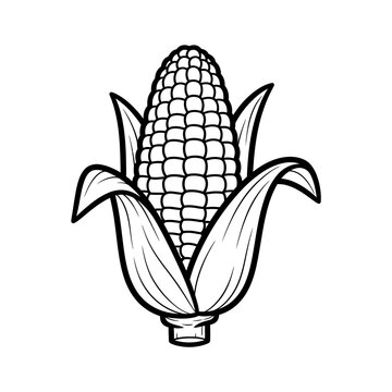 Vintage style corn cob illustration black and white line art for agricultural designs and harvest themed graphics