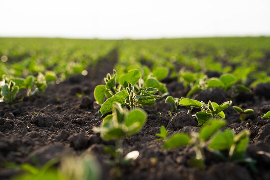 Young soybean plants growing in fertile soil, agricultural field developing under a clear sky, new crop sprouting