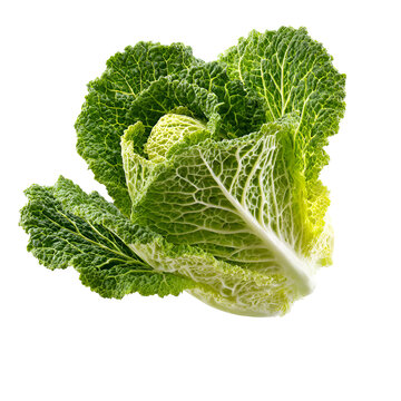 Fresh green savoy cabbage with crinkled leaves on white background