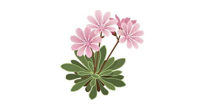 Pink Bitterroot flower plant with green leaves on white background