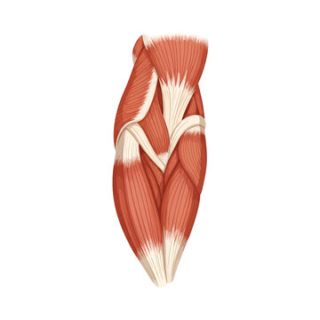 Human Triceps Brachii Muscle Anatomy Diagram with Tendons