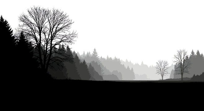 Foggy woodland landscape with silhouettes of pine and deciduous trees