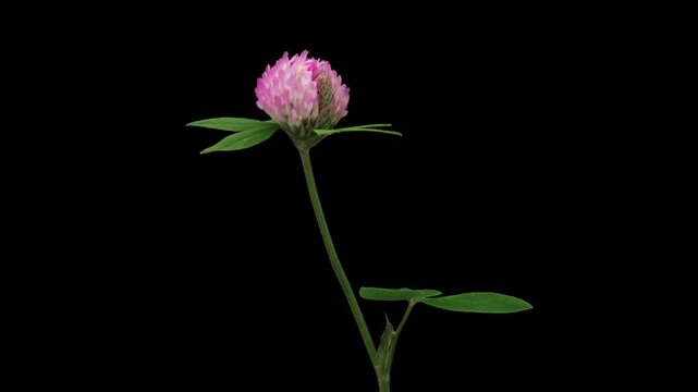 Time Lapse of flowering Clover on black background. Spring timelapse of Clover flowers