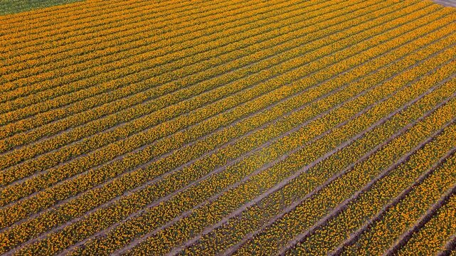 Vibrant aerial top-down view of an expansive yellow tulip field in the Netherlands. Perfectly symmetrical diagonal rows of blooming flowers create a stunning natural pattern during spring season.