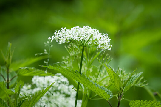 White ground elder Aegopodium podagraria umbel blooms in dense green forest