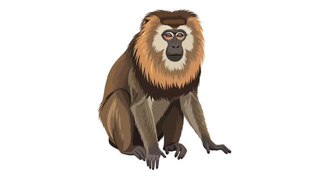 De Brazza's monkey sitting isolated on white background
