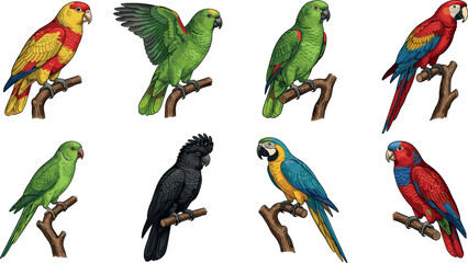 Set of Eight Detailed Realistic Parrot Species Including Macaw, Amazon, and Cockatoo Perching on Branches in Vintage Style Vector Illustration © MdImran