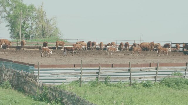 Cows grazing on rural farm field in sunny countryside, 4K