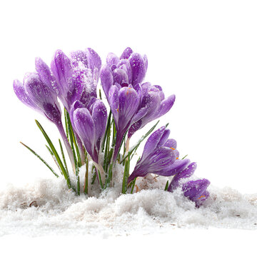 Spring Landscape: Purple Crocuses Emerging from Snow - Professional Stock Photo
