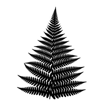 Black fern leaf silhouette isolated on white background