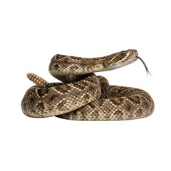 Obraz premium Snake on a transparent background