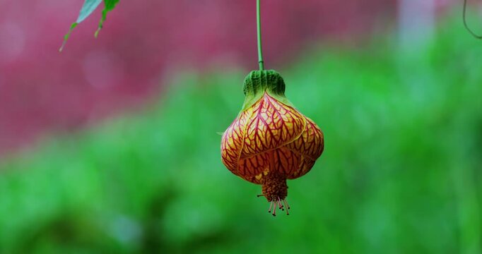 In the forests of Muxinquan Mountain, golden bell flowers hang like lanterns from the emerald green branches.