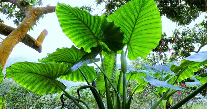 A photo taken from a low angle in the mountains of Taiwan shows the clear veins of the taro leaves.