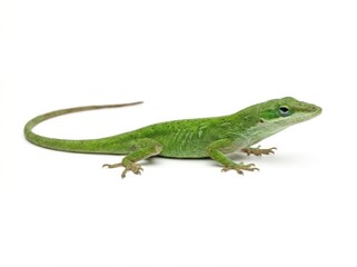 Naklejka premium Isolated bright green lizard with long tail on white background reptile animal