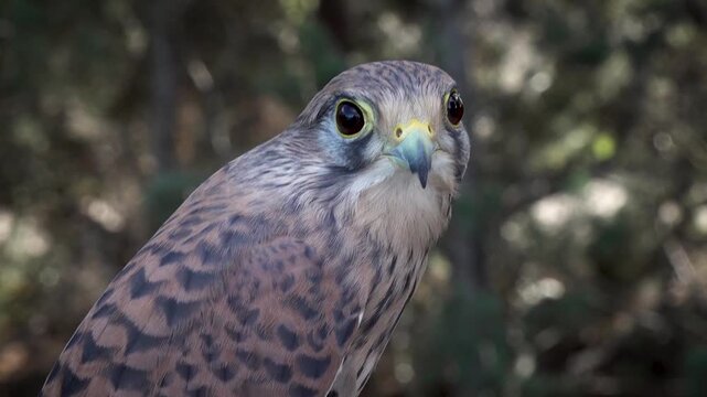 Little spanish falcon close up. High quality 4k footage