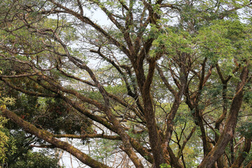Fototapeta premium Close up view of massive brown tree branches with green leaves reaching out to form a dense canopy against the bright sky.