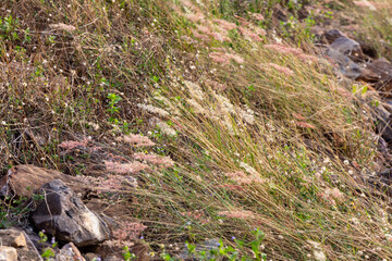 Fototapeta premium Close up of wild pink and white fluffy grass flowers blooming on a rocky hillside in nature.