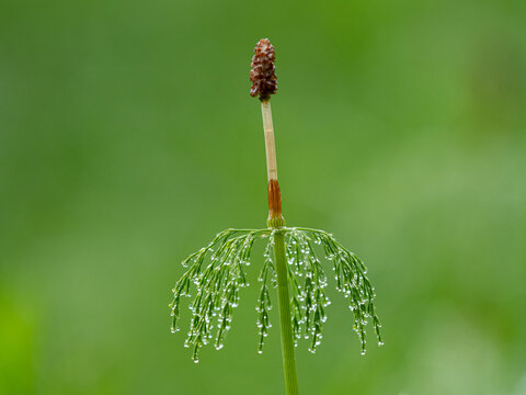 Wood horsetail Equisetum sylvaticum cone and whorl of dew laden branches