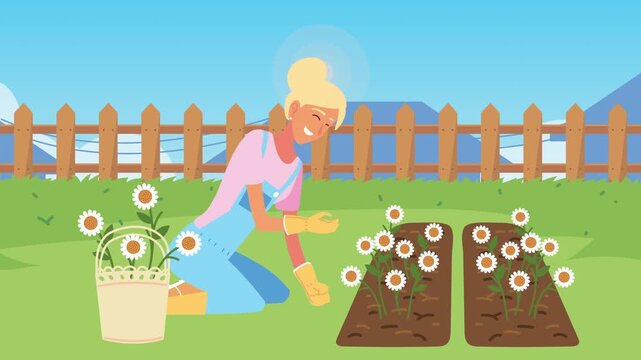 Woman gardener planting daisies in garden motion graphics animation.