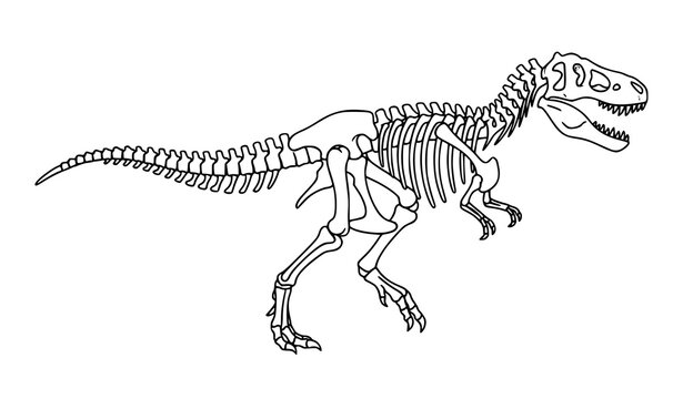 T Rex Dinosaur Skeleton Vector Art with Prehistoric Fossil Bones Isolated on White