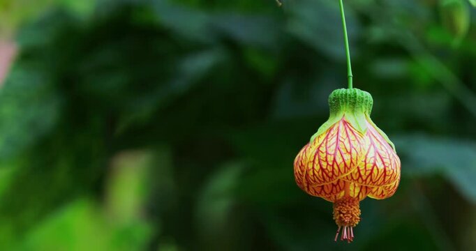 In the forests of Muxinquan Mountain, golden bell flowers hang like lanterns from the emerald green branches.